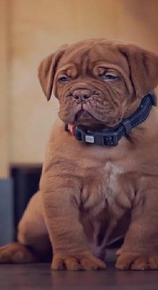 Dogue de Bordeaux Welpe