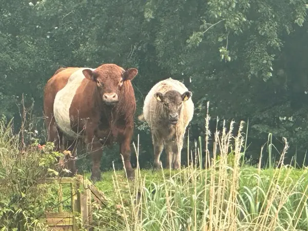 Galloway Kühe Bulle Absetzer