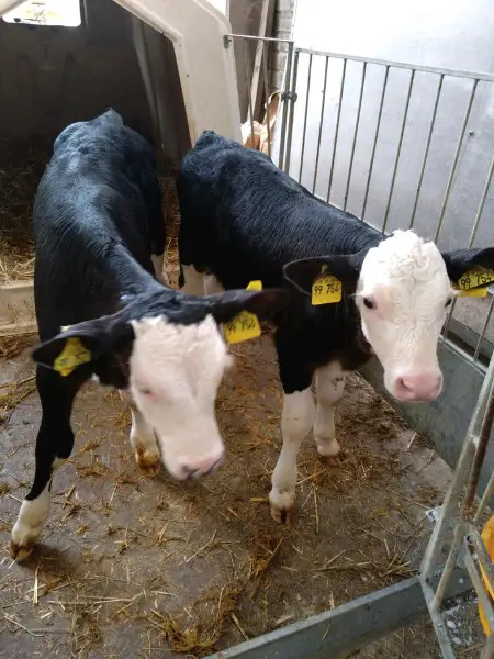 8 Bioland Kreuzungskälber, Fleckvieh x Schwarzbunt