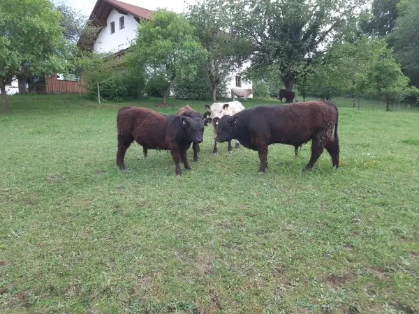 Galloway - Jungbullen - Jungstiere zu verkaufen