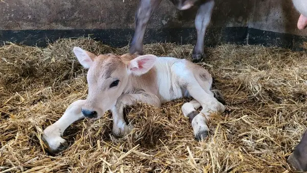 Braunvieh Weissgurt Gurt Bulle Stierkalb