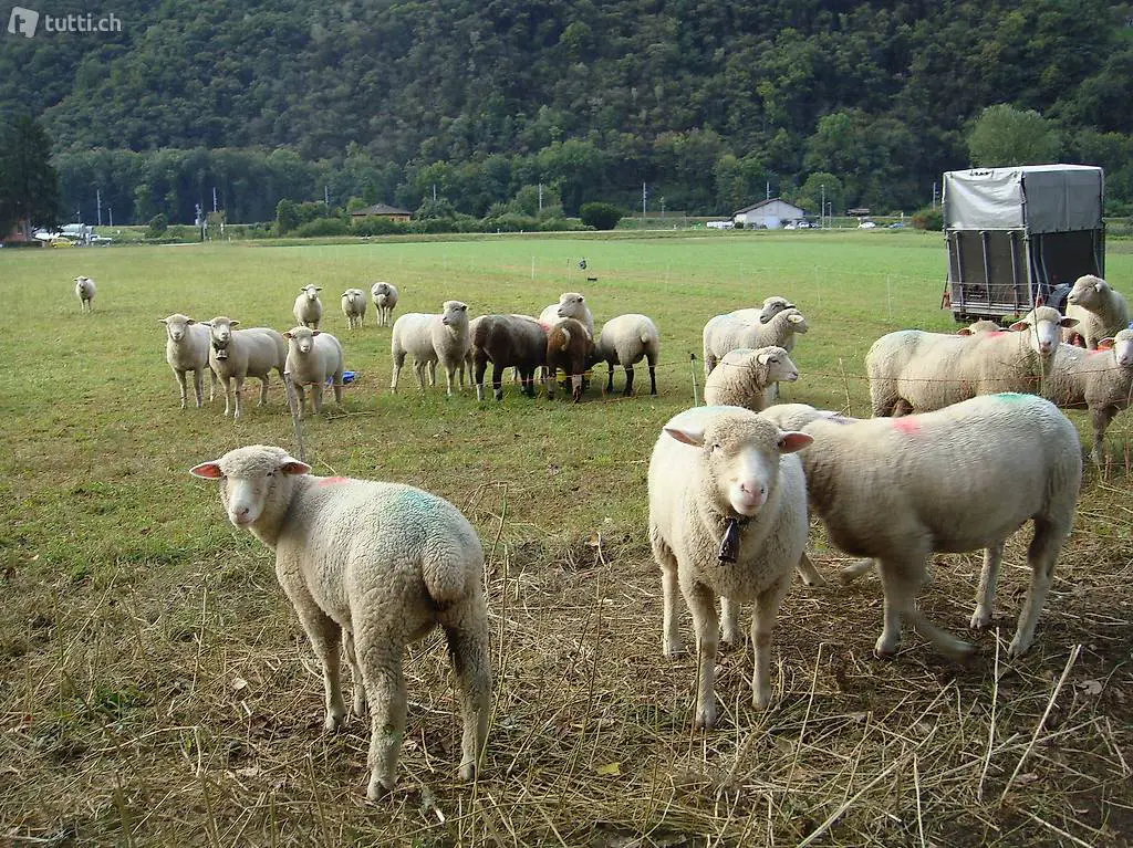  pecore e arieti di diverse
