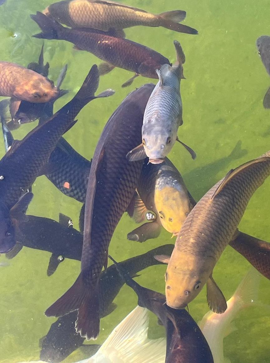 Koi Fische schwarz/gold aus eigener Zucht