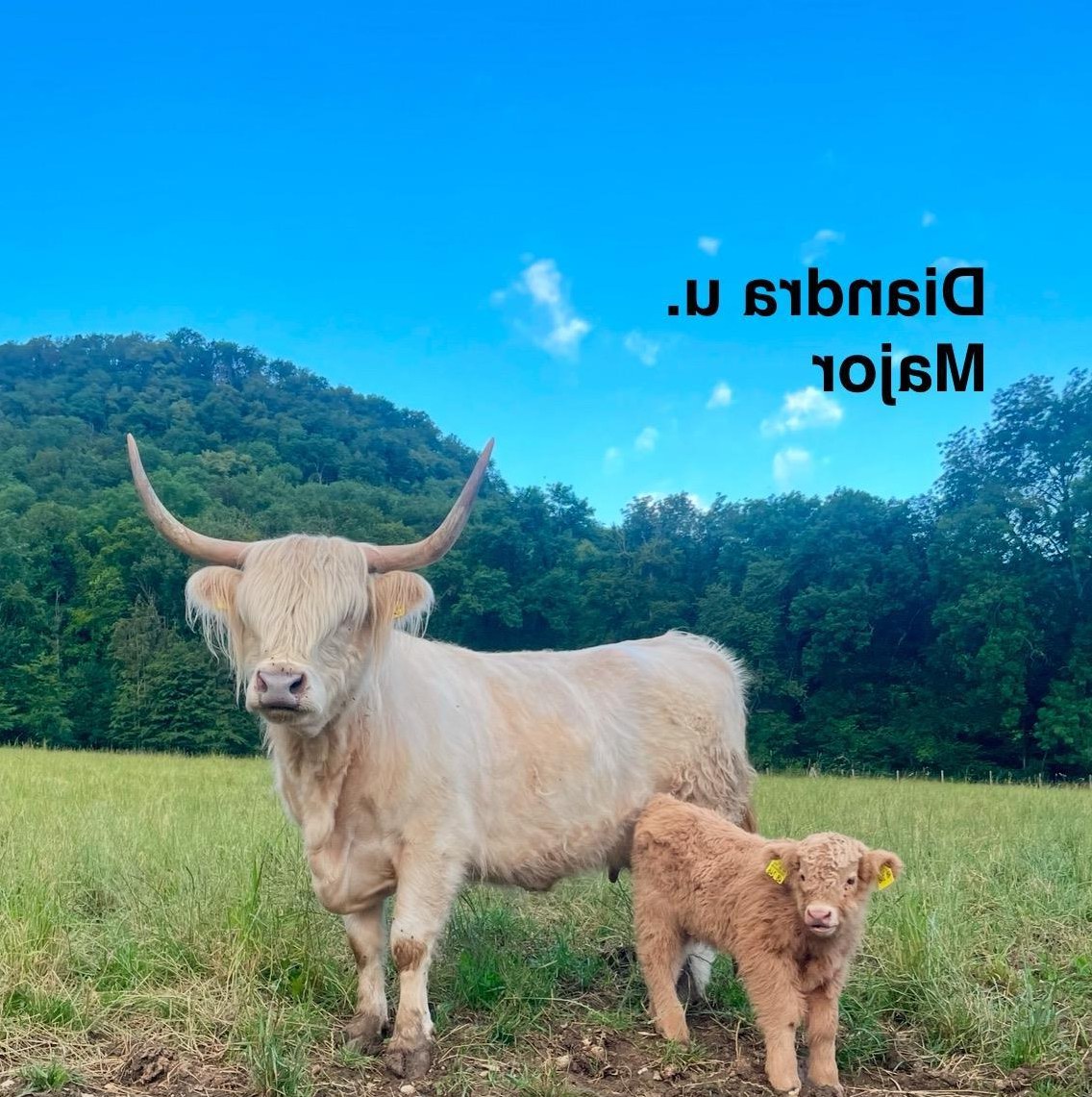 Highland Cattle Absetzer, Schottische Hochlandrinder