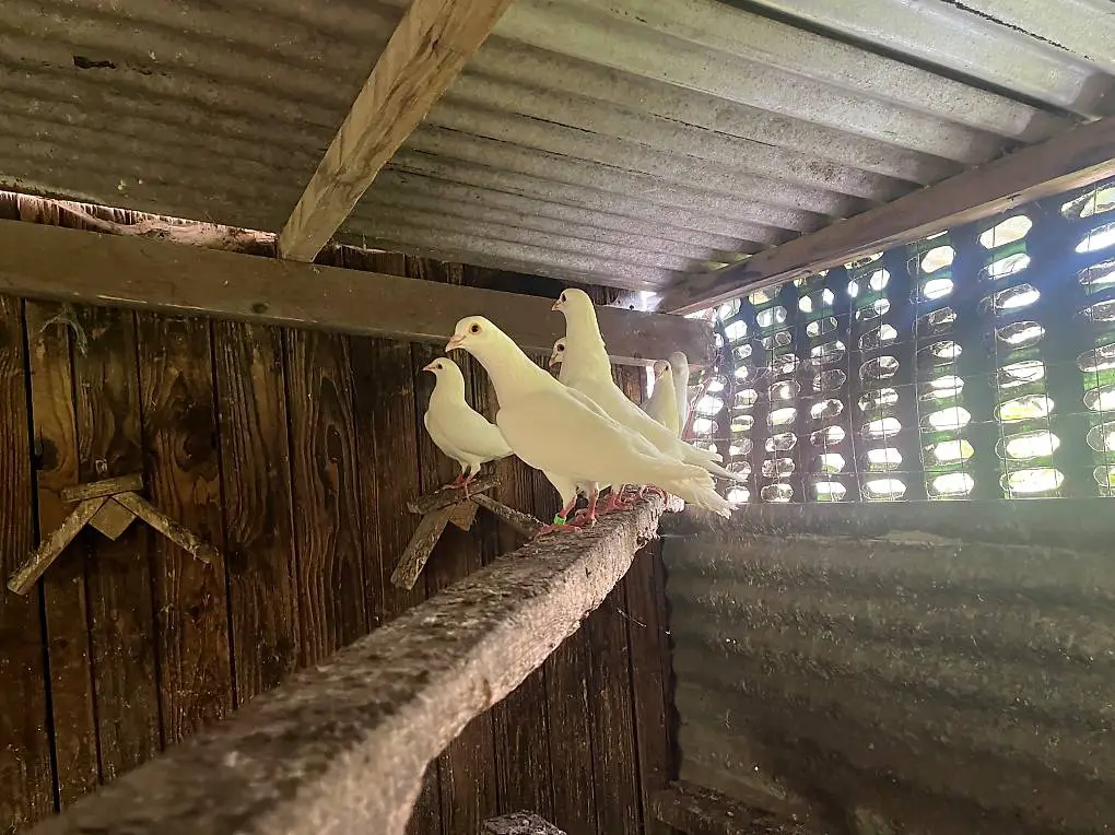 Piccioni bianchi per matrimoni battesimi ecc