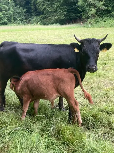 Sehr schönes Rind mit Bullenkalb
