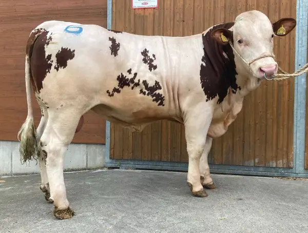 Fleckvieh Zuchtstier, Zuchtbulle, Bulle, Stier, Deckstier, Rind