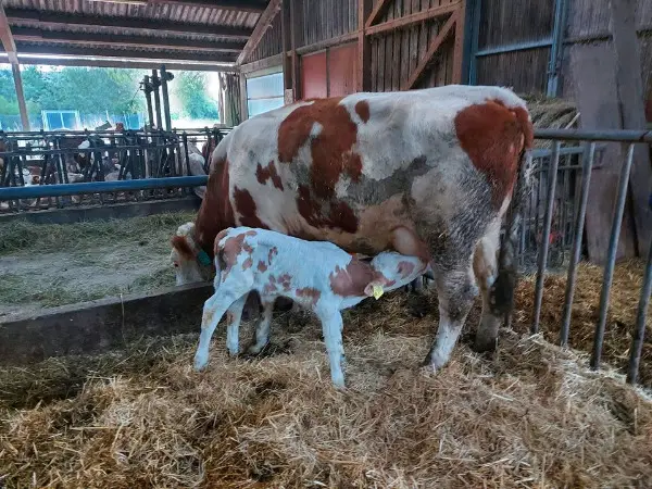 Fleckvieh Jungkuh/Mutterkuh/Ammekuh mit Bullenkalb